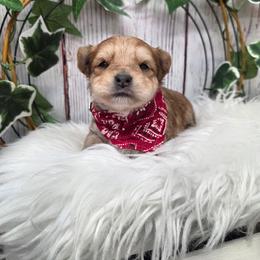 Waffles - Gold male Morkie puppy in Monticello, Iowa from Ashley’s Puppies
