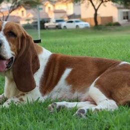 Lucy - Basset Hound