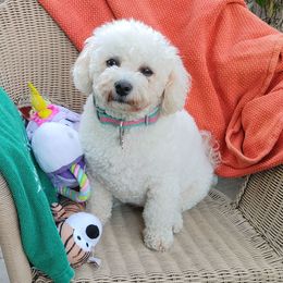 Christi - Bichon Frise