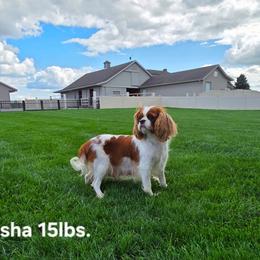Sasha - Cavalier King Charles Spaniel