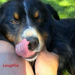 Peter - Miniature American Shepherd