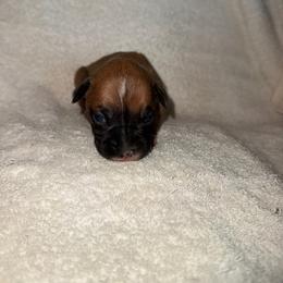 Light Blue - Fawn male Boxer puppy in Chatham, Virginia from Anthony Deak