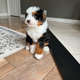 Bernedoodle and Cavapoochon Puppies from This is Doodles