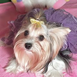 Pixie  - Biewer Terrier