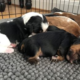 Cavalier King Charles Spaniel Puppies from Colorful Cavaliers