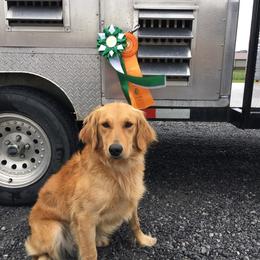 Penny - Golden Retriever