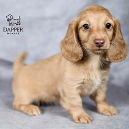 Dapper's Calculated Impact - Havoc - Cream female Dachshund puppy in Zephyrhills, Florida from Dapper Doxies