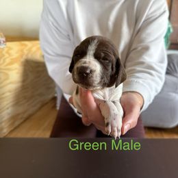 German Shorthaired Pointer Puppies from Bernardonis