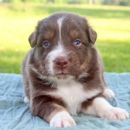 MadHatter - Red tri-color male Australian Shepherd puppy in Star City, Arkansas from Blush & Lace Aussie Co.