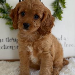 Buttons - Apricot male Cavapoo puppy in Lagrange, Indiana from Heavn Sent Acres