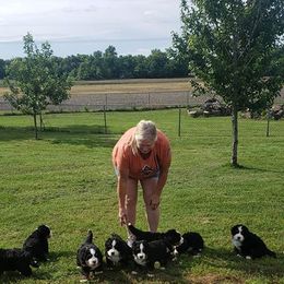 Bernese Mountain Dog Puppies from Valor