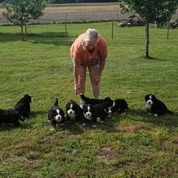Bernese Mountain Dog Puppies from Valor