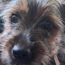 Silky Terriers from Daphne's Silky Terriers