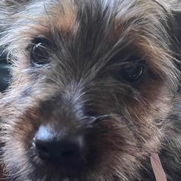 Silky Terriers from Daphne's Silky Terriers