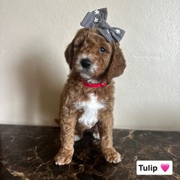 Nala - Goldendoodle