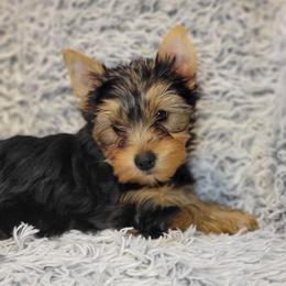 Pink collar girl - Black and tan female Yorkshire Terrier puppy in Jacksonville, Florida from Yorkieology