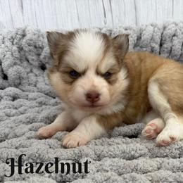 Hazelnut - Red and white female Pomsky puppy in Eastman, Georgia from Once Upon A Pomsky