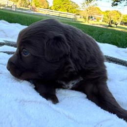 Woody - Red & white male Australian Shepherd puppy in Texas from Legendary Canines