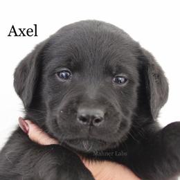 Labrador Retriever Puppies from Mahner Labs