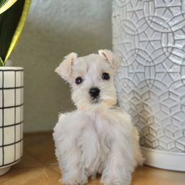 Daisy - Wheaten female Miniature Schnauzer puppy in Montebello, California from Rod Schnauzers