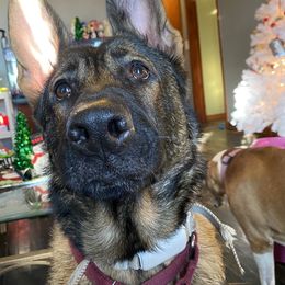 German Shepherds from Wayward Shepherds