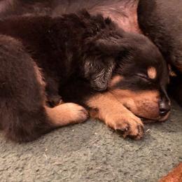 Rottweiler Puppies from G.M. Rottweilers "OHIO"