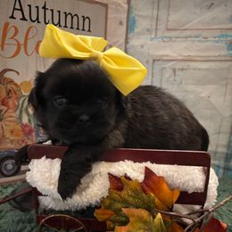 Sky - Black female Shih Tzu puppy in Claremont, California from Lovable Shih Tzus