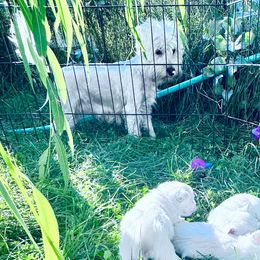 Iris - West Highland White Terrier