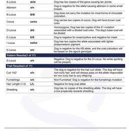 French Bulldog Puppies from Heaven Lee French Bulldogs