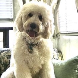 Ziggy - Goldendoodle