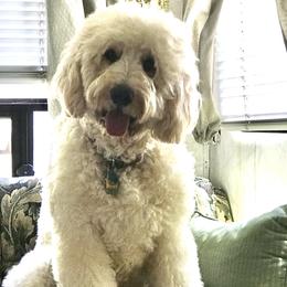 Ziggy - Goldendoodle