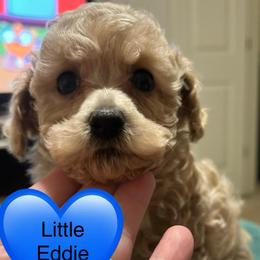 Eddie - Cream male Poodle puppy in Bedford, Texas from S.H.A.R.P.’s Toy Poodles