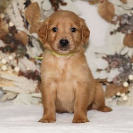 Lime Ribbon - Dark golden male Golden Retriever puppy in Howard City, Michigan from Sherman's Shepherds