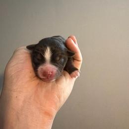 Ruby - Red tri female Miniature Australian Shepherd puppy in Weatherford, Texas from F & T Aussies