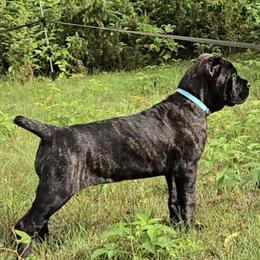 Cane Corso puppies from Platinum Ranch Cane Corsos