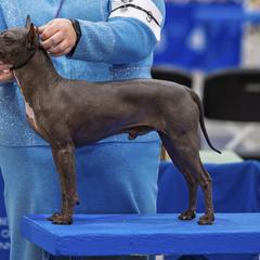 Godzilla - American Hairless Terrier