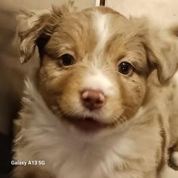 Pink - Red merle female Miniature Australian Shepherd puppy in Middleburg, Florida from Dog Father Kennels