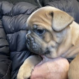 Boston Terrier and French Bulldog Puppies from High Plains