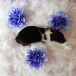 Collie Puppies from Otter Point Collies