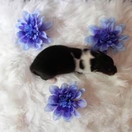 Collie Puppies from Otter Point Collies