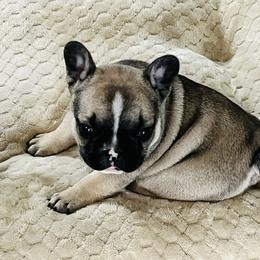 French Bulldog Puppies from Stuudmuffinfrenchies