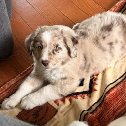 Australian Shepherd, Miniature Australian Shepherd, and Toy Australian Shepherd Puppies from Crazy Acres Aussies