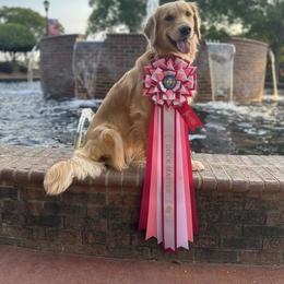 Lady - Golden Retriever
