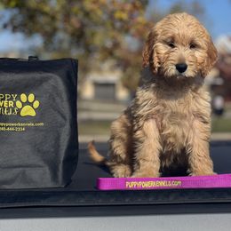 Cockapoo and Goldendoodle Puppies from Puppy Power Kennels