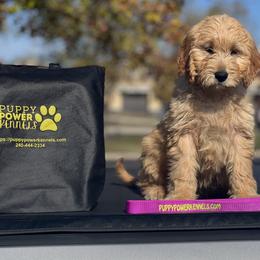 Cockapoo and Goldendoodle Puppies from Puppy Power Kennels