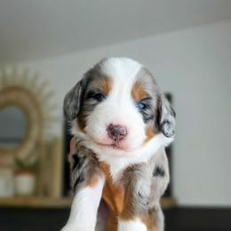 Honey - Blue merle female Bernedoodle puppy in Moses Lake, Washington from Macy Meadows Doodles