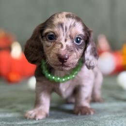 Beau - Dapple male Dachshund puppy in Lincoln, Arkansas from Red Dirt Dachshunds