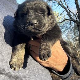 Leya - Bi-color female German Shepherd puppy in Moore, South Carolina from Von Zorhaus