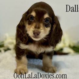 Dallas - Chocolate and cream male Dachshund puppy in Pleasant Hope, Missouri from Ooh La La Doxies