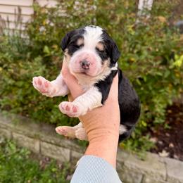 Flint - Tri-color male Bernedoodle puppy in Midland, Michigan from Northern Charm Farm